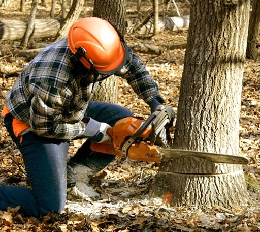 Tree Removal in Stirling City, CA